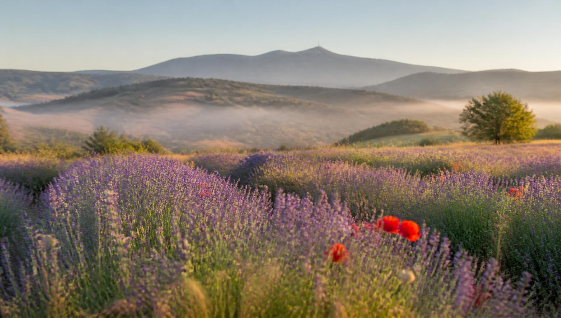 Champ de lavande et coquelicots au lever du jour près de Montbrun-les-Bains